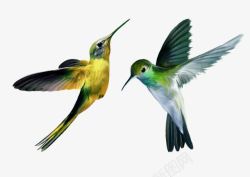 可爱飞禽黄色绿色食蜂鸟高清图片