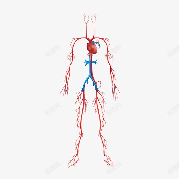 卡通人体血管png免抠素材_88icon https://88icon.com 人体 医学 卡通 卡通人体 心脏 脏器 血管 血管图 血管图案 血管矢量图