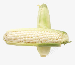 白玉米两根儿白色玉米棒子高清图片
