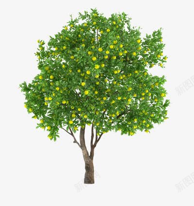 一颗绿色的茂盛的长满橘子的树png免抠素材_88icon https://88icon.com 树 植物 橘子 绿色