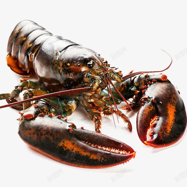 波士顿龙虾png免抠素材_88icon https://88icon.com 产品实物 动物 水产品 海鲜 钳子 龙虾