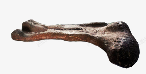 黑色恐龙化石实物png免抠素材_88icon https://88icon.com 价值 古生物 珍贵 生物化石 石头 研究 科学家 科研 考研 遗体 骨头 骨骼