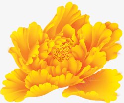 黄色妖艳的牡丹花素材