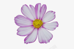 淡紫色一朵小野花素材