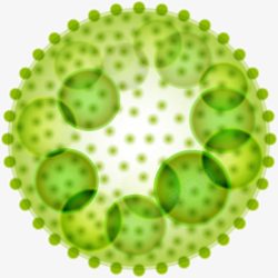 绿色细胞分裂结构图素材