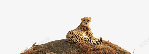 石头上躺着的豹子png免抠素材_88icon https://88icon.com 动物 豹子 野性 非洲
