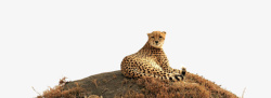 野性石头上躺着的豹子高清图片