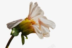 花瓣枯萎白色凋谢的小菊花高清图片