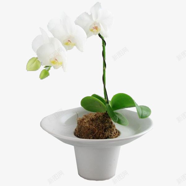 环试著青苔球蝴蝶兰白瓶架盆栽png免抠素材_88icon https://88icon.com 兰花盆栽 白瓶 白色花卉 白色蝴蝶兰 白蝴蝶兰 绿植 苔藓球 装饰