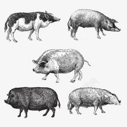 手绘不同种类的猪素材