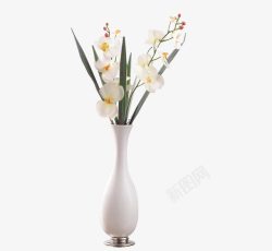 白色蝴蝶兰白色花瓶高清图片