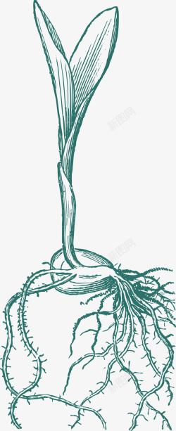 种子发芽线稿卡通秋分种子发芽线稿插画矢量图高清图片