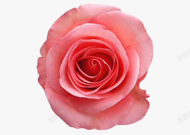 一朵粉色玫瑰花植物png免抠素材_88icon https://88icon.com 一朵 植物 玫瑰花 粉色 素材