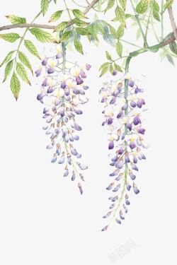 紫色树梢花朵素材