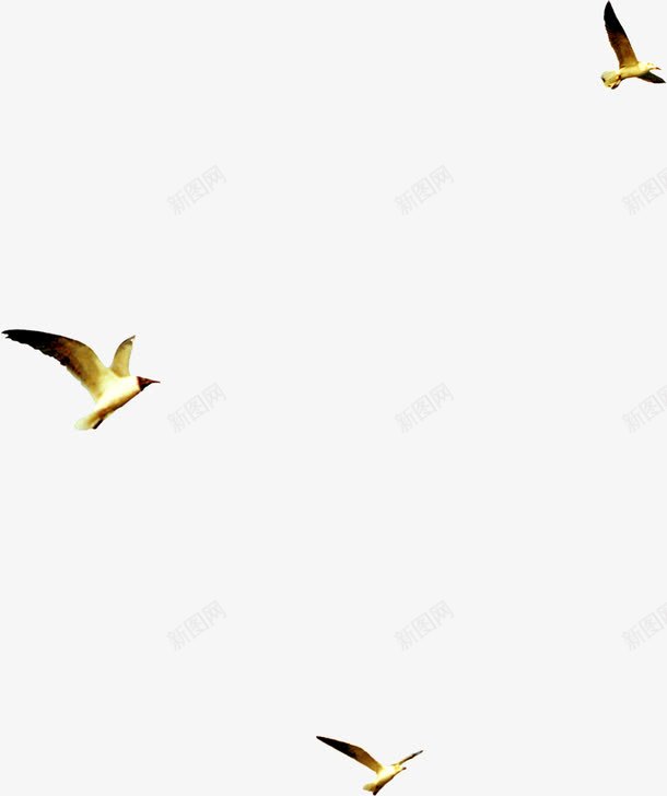企业开盘飞鸟png免抠素材_88icon https://88icon.com 企业 开盘 设计 飞鸟