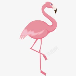 粉色的羽毛粉色丹顶鹤高清图片