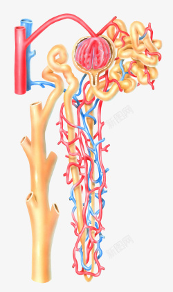 动脉血流血管医学插画高清图片