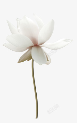 白色莲花荷花装饰图案素材