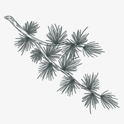 松柏树叶一支手绘的柏树树枝矢量图高清图片