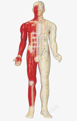 人体穴位分布素材