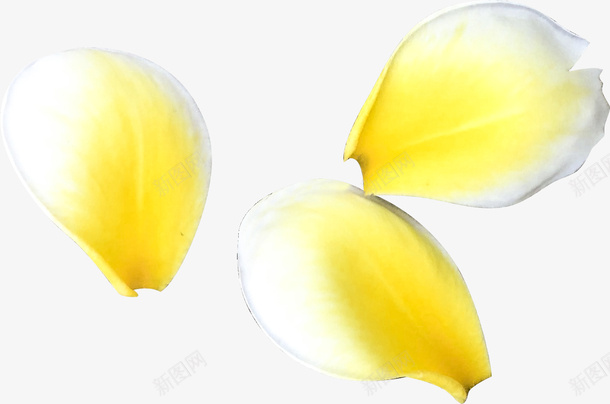 鸡蛋花的花瓣png免抠素材_88icon https://88icon.com 清新 自然 花朵 花瓣 鸡蛋花 黄色