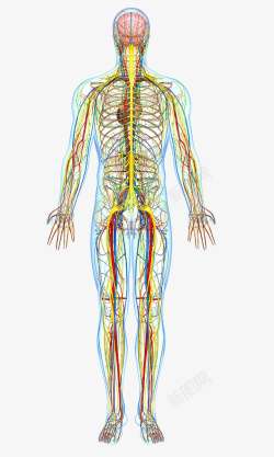 生物医学人体动静脉血管高清图片