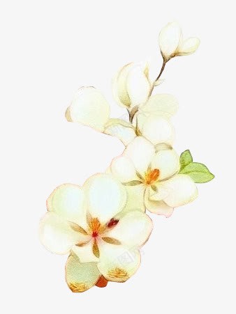 栀子花白色花朵装饰png免抠素材_88icon https://88icon.com 图片 栀子花 白色 花朵 装饰