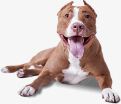 眯着眼笑的小狗卡通吐舌头的狗高清图片