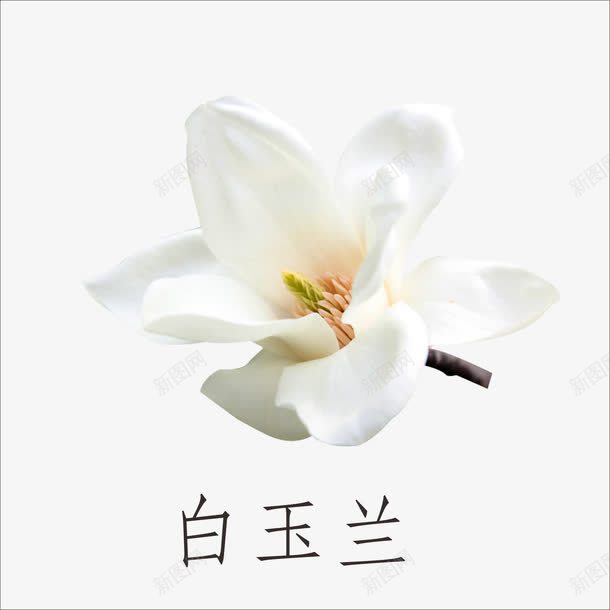 白玉兰png免抠素材_88icon https://88icon.com 小植物 鲜花