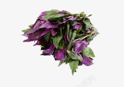紫背菜素材