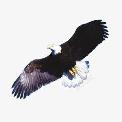 张开的嘴巴翱翔的老鹰高清图片