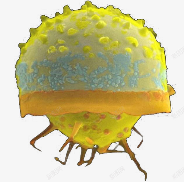 硅藻是单细胞浮游藻类植物psd免抠素材_88icon https://88icon.com 水藻 硅藻 藻植物