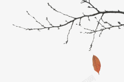 红叶树枝秋日萧条的树高清图片