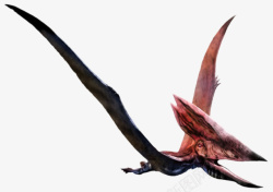 远古食肉动物红色头部的掠海翼龙实物高清图片