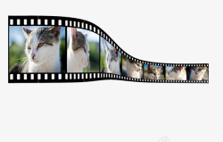 小花猫小猫咪录像带高清图片