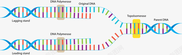 双螺旋细分DNApng免抠素材_88icon https://88icon.com DNA双螺旋结构图片 分子说明 卡通DNA 卡通风格 双螺旋 矢量DNA 细分