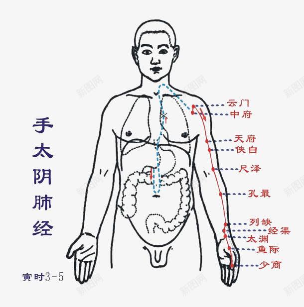 手太阴肺经png免抠素材_88icon https://88icon.com PNG图片 免费 免费素材 十二 穴位图 经络图 肺经 背部