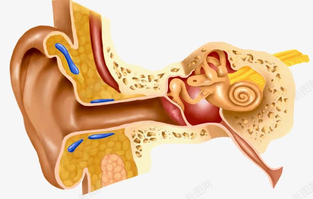 人耳朵剖析图psd免抠素材_88icon https://88icon.com 人耳朵 医学 耳道 血管