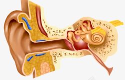 人耳朵人耳朵剖析图高清图片