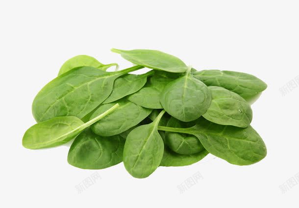 菠菜png免抠素材_88icon https://88icon.com 八宝菠菜 果仁菠菜 波斯菜 红根菜 菠柃 菠菜 菠薐 蔬菜 赤根菜 飞龙菜 鹦鹉菜