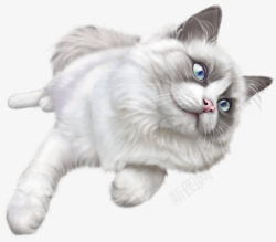 撒娇白色撒娇宠物猫可爱高清图片