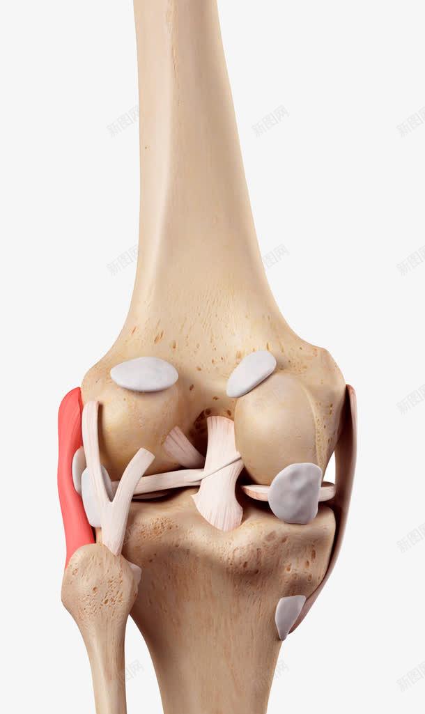 人体膝关节模型png免抠素材_88icon https://88icon.com 人体结构 医学 模型 膝盖 血管