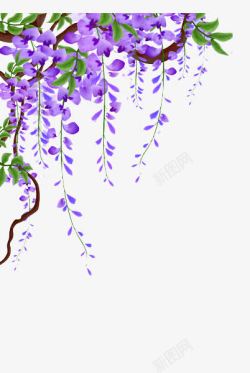 紫藤花藤蔓素材