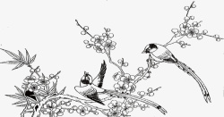 黄鹂鸟黑白手绘花鸟喜鹊高清图片