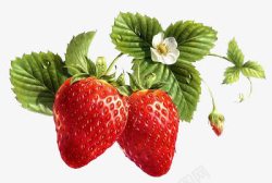 开小白花的草莓果实素材