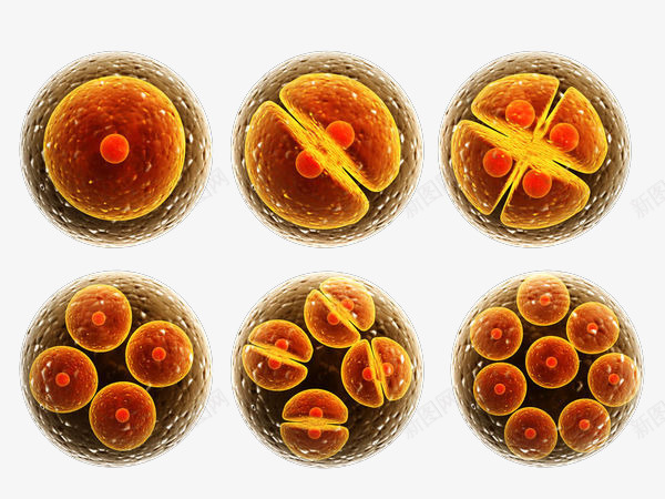 真核细胞png免抠素材_88icon https://88icon.com 3D 医疗 卵膜 基因 真核细胞免抠PNG 细胞