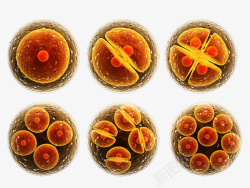 真核细胞免抠PNG真核细胞高清图片
