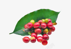 散落的叶子绿色叶子上的红色咖啡果实物高清图片