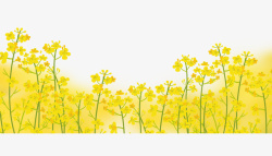 黄色春季油菜花开春天油菜花开插画高清图片