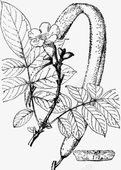 黑白艾叶植物手绘素材